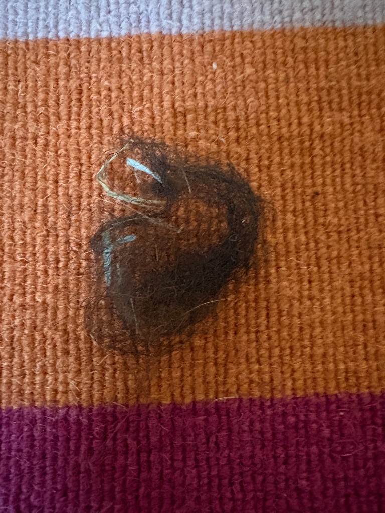 Animal specimen