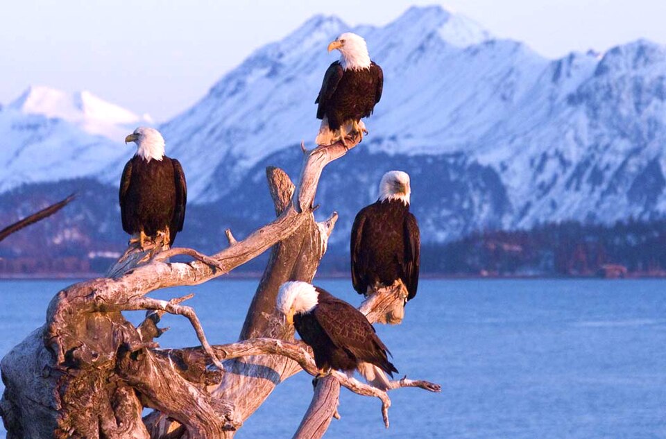 Bald eagle